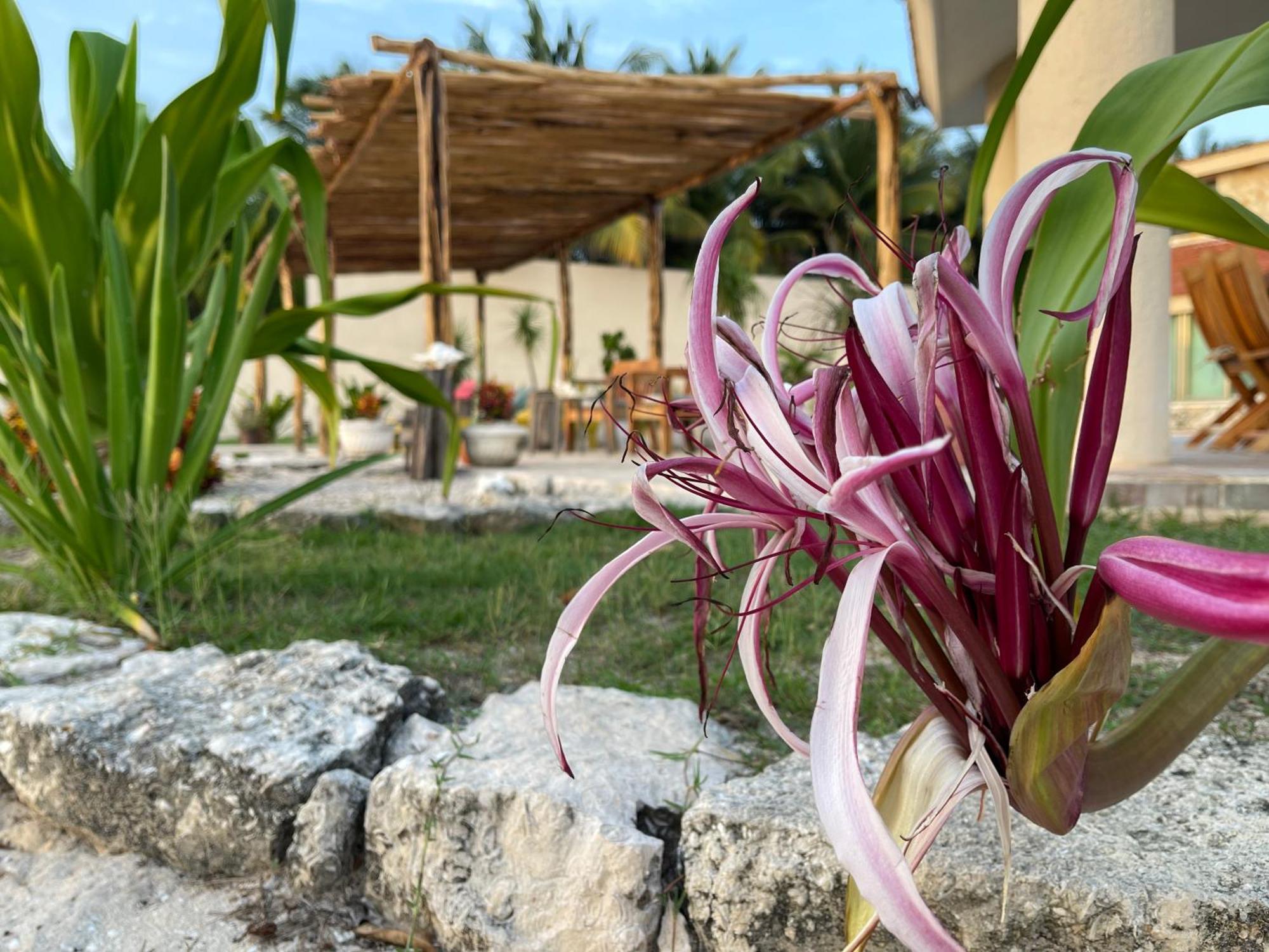 Bremar 85 Private Place - Adults Only Celestun Εξωτερικό φωτογραφία